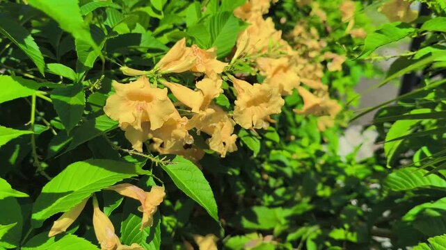 Yellow Trumpet Flowers Tecoma Stans Close-up Green Foliage
