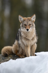 Coyote sitting in the snow