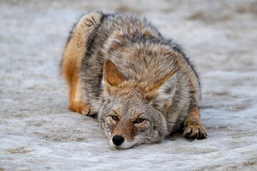 Coyote laying in the snow