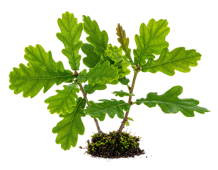 A small oak sapling with vibrant green leaves isolated against a black background, highlighting nature's growth