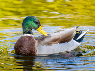 池を泳ぐマガモのオス