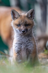 Kit fox  looking 