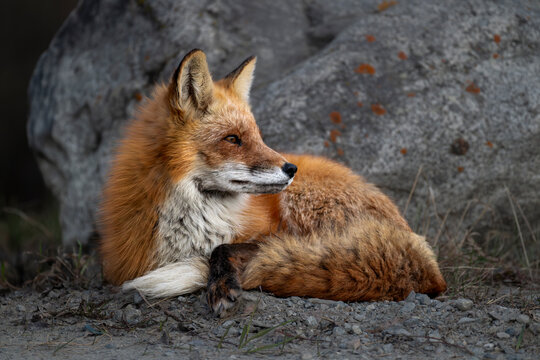 Red fox curled up by rock