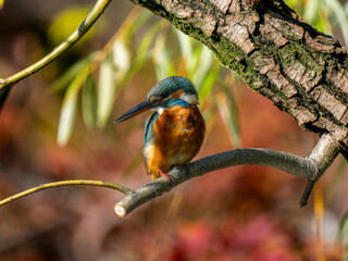 枝にとまるカワセミ