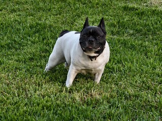 curious french bulldog on lawn, sunlit french bulldog displaying alertness on lush green grass