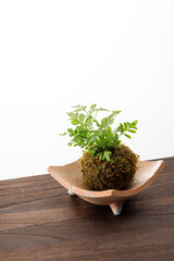 苔玉とプテリス