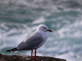 seagull on cliff