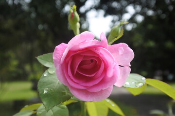 Close up of pink rose with raindrops in garden.