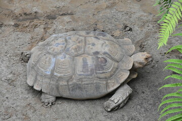 The African spurred tortoise (Geochelone sulcata) is the third largest tortoise globally. Known for its tan/brown shell and robust build, it's native to the Sahara Desert's southern edge. They are her