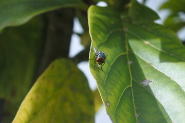 Ladybug spit on a green avocado leaf.