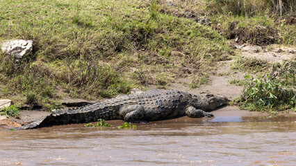 Nile crocodile sunning on the banks of the Mara River in the Maasai Mara National Park in East Africa Kenya KEN