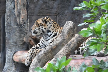 The jaguar ($Panthera$ $onca$) is the largest cat in the Americas. It's a powerful predator with a spotted coat, known for its exceptionally strong bite.