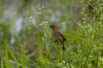 Female White-bellied Seedeater bird perched calmly on a small branch