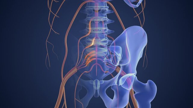 Anatomical Animation Showing Sciatic Nerve Pathway