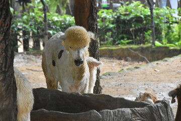 Fototapeta premium The Alpaca (Vicugna pacos) is a domesticated South American camelid, primarily valued for its soft, luxurious fiber. Smaller than llamas, they are social herd animals often raised in the Andes Mountai