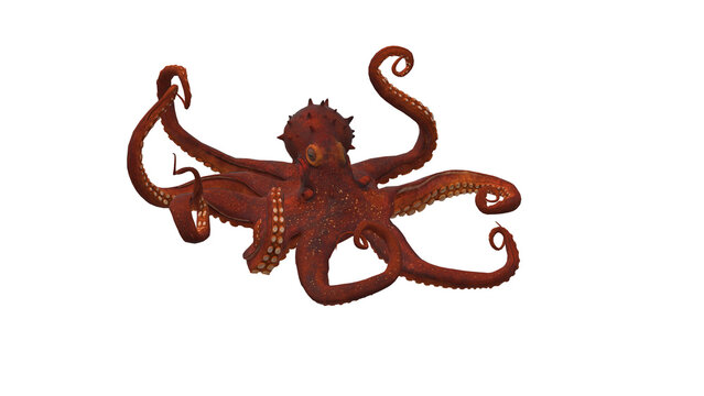 Detailed close up of a red octopus with curling tentacles and visible suckers against a showcasing marine biology and underwater life