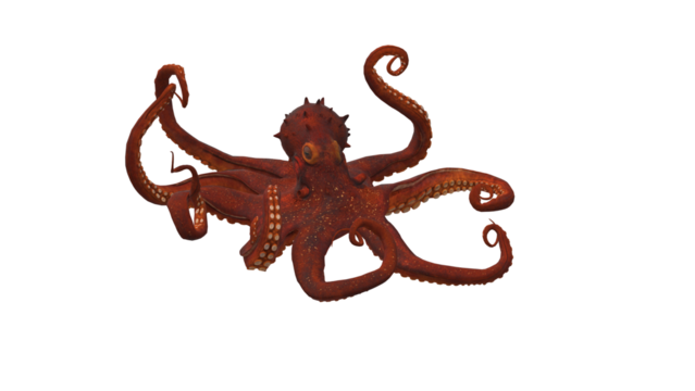 Detailed close up of a red octopus with curling tentacles and visible suckers against a showcasing marine biology and underwater life