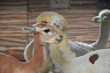 Fototapeta premium The Alpaca (Vicugna pacos) is a domesticated South American camelid, primarily valued for its soft, luxurious fiber. Smaller than llamas, they are social herd animals often raised in the Andes Mountai