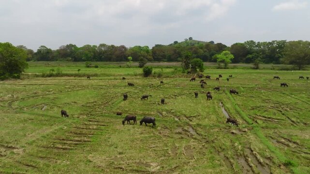 Closer view of grazing buffalo scattered over damp plots and channels in Sri Lanka.