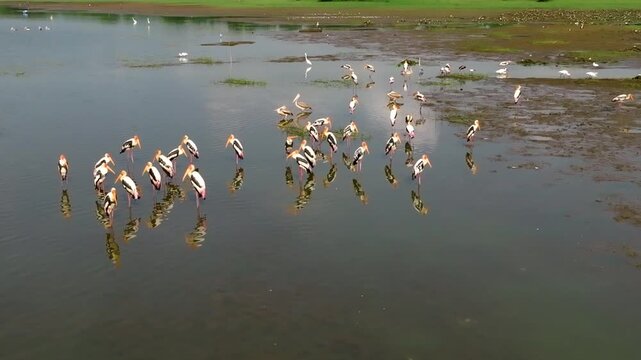 A flock of Painted Stork bords in Sri Lanka stand in the water along the ripples on a muddy bank with a green edge and open water beyond.