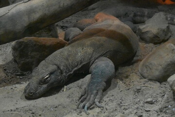 The Komodo dragon (Varanus komodoensis) is the world's largest lizard, native to Indonesian islands. These apex predators have venomous saliva and are skilled hunters. They can grow up to 3 meters