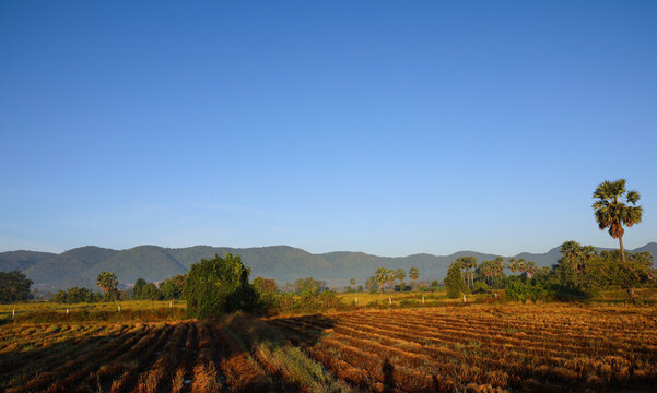 Golden harvested rice field landscape with palm trees and mountains under clear blue sky.