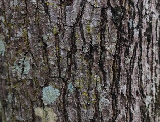 Texture of the tree bark background
