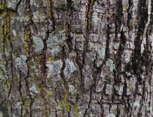Texture of the tree bark background