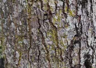 Fototapeta premium Texture of the tree bark background