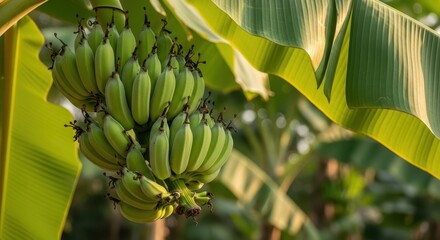 A bunch of unripe green bananas hanging from a banana tree in a natural environment