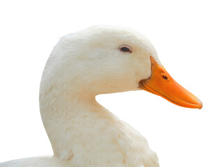 Portrait, White domestic duck, concept smile duck, happy animal, isolated object on transparent...