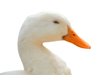 Portrait, White domestic duck, concept smile duck, happy animal, isolated object on transparent background.