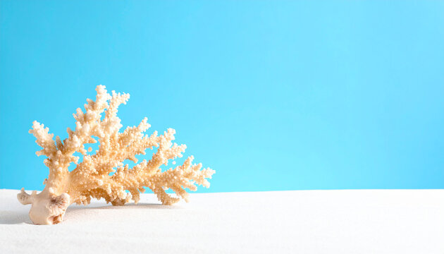 Bleached coral on white sand with bright blue background and copy space image photo