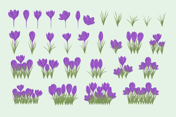 Purple Crocus Spring Flower and Grass Elements Collection