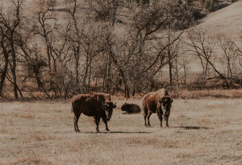 Three American bison on prairie grasslands in Custer State Park