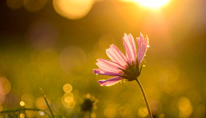 Delicate pink cosmos flower backlit by golden sunset light with bokeh golden hour