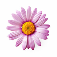 Obraz premium A pink daisy with yellow center against a transparent background