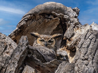 Obraz premium Great horned owl and owlet 