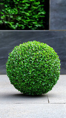 Rounded Green Bush Shaped Like a Sphere on Flat Surface