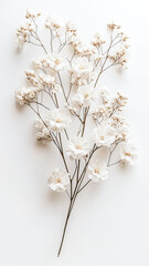 Delicate White Flowers on Minimalist Background for Aesthetic Styling