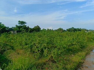 A vast field of green plants under a bright, partly cloudy sky.