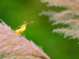 Female Ornate Sunbird perched on the fluffy flower of a tall grass at Kaeng Krachan National Park Thailand
