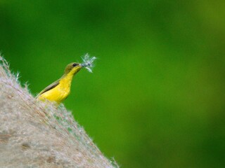 Olive-backed or Ornate Sunbird perched on the flower of a tall grass, carrying nesting material in its beak at Kaeng Krachan NP.  Thailand