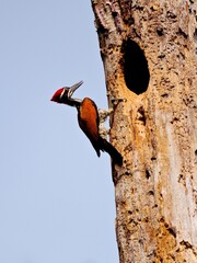 Male Greater Flameback woodpecker clinging to a  tree trunk next to a nest hole, showcasing its distinctive red crest and black-and-red plumage at Kaeng Krachan NP Thailand