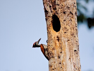 Male Greater Flameback woodpecker clinging to a dead tree trunk next to a nest hole at Kaeng Krachan NP Petchburi, Thailand