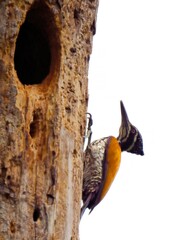 Female Greater Flameback woodpecker clinging to a tree trunk near a nest hole at Kaeng Krachan NP. Thailand
