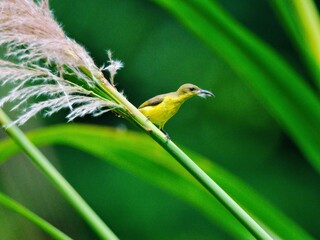 Olive-backed or Ornate Sunbird perched at tall grass, holding nesting material in its beak at Kaeng Krachan NP. Thailand