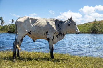 Livestock agriculture farm animal.