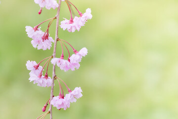 緑色背景に映える開花した美しい枝垂れ桜のアップ