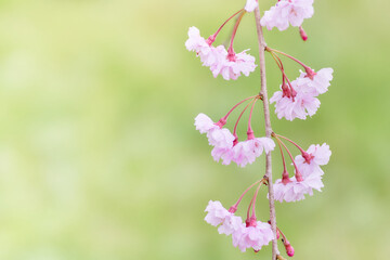 緑色背景に映える開花した美しい枝垂れ桜のアップ